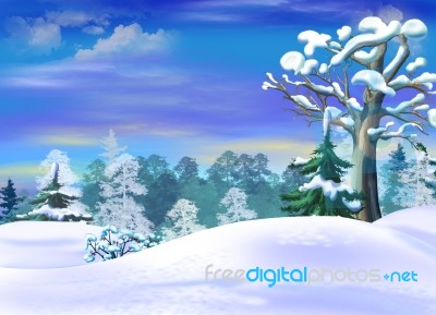 Snowdrifts  In A Winter Forest Clearing Stock Image