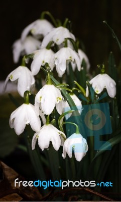 Snowdrop  Or Galanthus Stock Photo