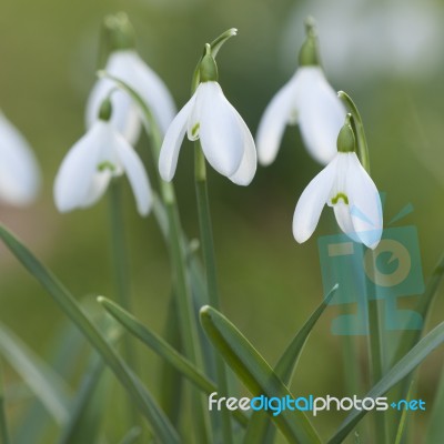 Snowdrops Stock Photo