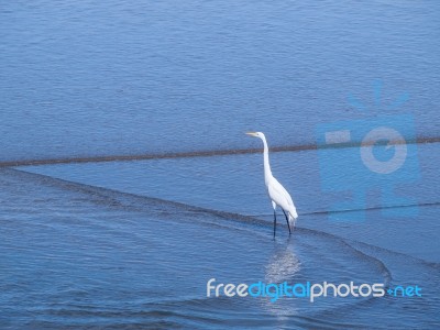 Snowy Egret Standing On The Beach Stock Photo