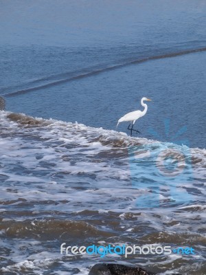 Snowy Egret Standing On The Beach Stock Photo