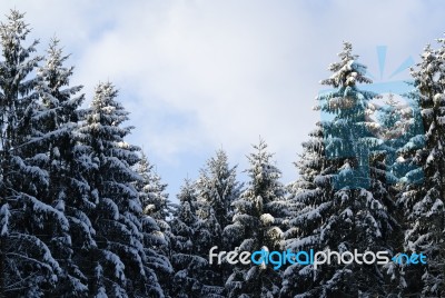 Snowy Fir Tree Stock Photo