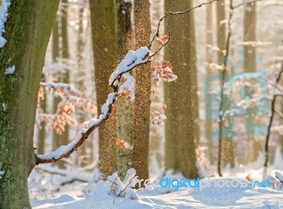 Snowy Forest Stock Photo