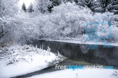 Snowy Forest In A Winter Day Stock Photo