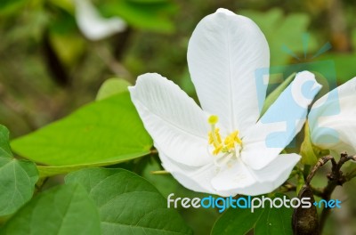 Snowy Orchid Flower ( Bauhinia Acuminata ) Stock Photo