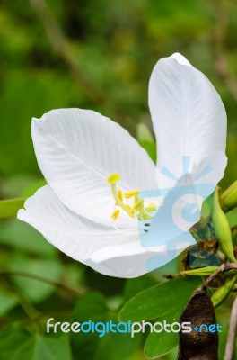 Snowy Orchid Flower ( Bauhinia Acuminata ) Stock Photo