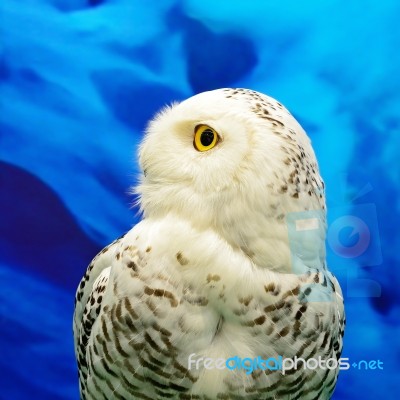 Snowy Owl Stock Photo