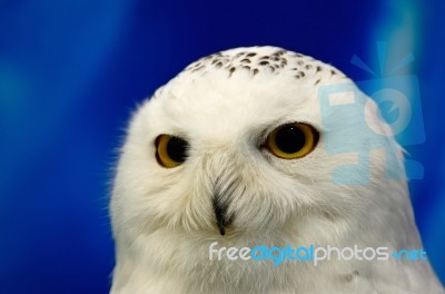 Snowy Owl Stock Photo