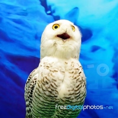 Snowy Owl Stock Photo