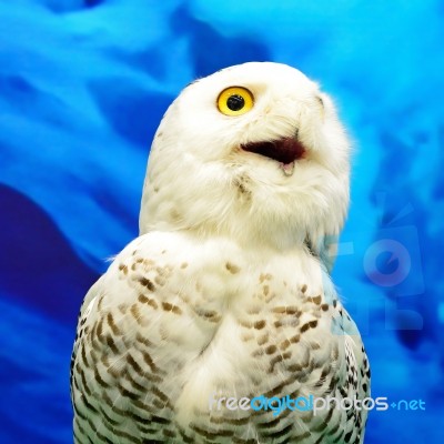 Snowy Owl Stock Photo