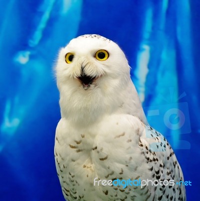 Snowy Owl Stock Photo