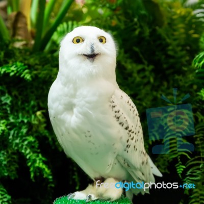 Snowy Owl Stock Photo