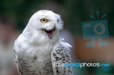 Snowy Owl (bubo Scandiacus) Stock Photo