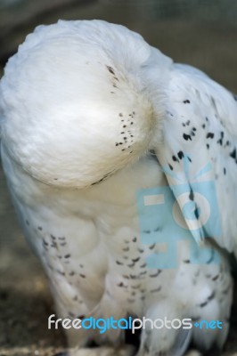 Snowy Owl (bubo Scandiacus) Stock Photo