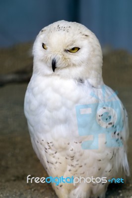 Snowy Owl (bubo Scandiacus) Stock Photo