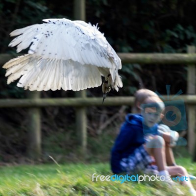 Snowy Owl (bubo Scandiacus) Stock Photo