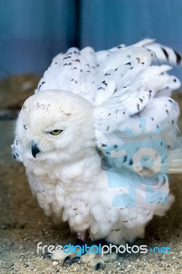 Snowy Owl (bubo Scandiacus) Stock Photo