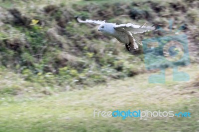 Snowy Owl (bubo Scandiacus) Stock Photo