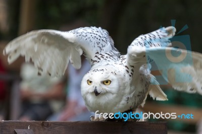 Snowy Owl (bubo Scandiacus) Taking Off Stock Photo