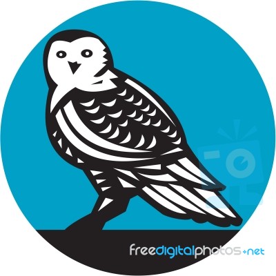 Snowy Owl Circle Retro Stock Image