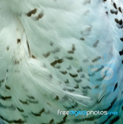 Snowy Owl Feathers Stock Photo