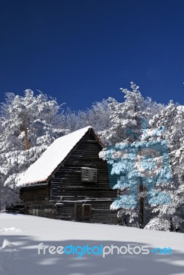 Snowy tree and house Stock Photo