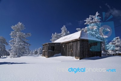 Snowy tree and house Stock Photo