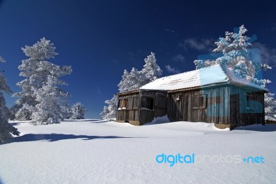 Snowy tree and house Stock Photo