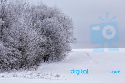 Snowy Winter Forest In January Stock Photo