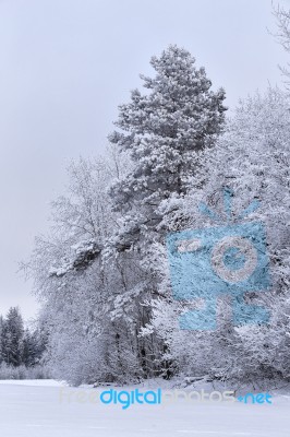 Snowy Winter Forest In January Stock Photo