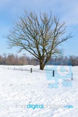 Snowy Winter Landscape With Bare Tree And Blue Sky Stock Photo