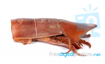 Soak Squid Isolated On The White Background Stock Photo