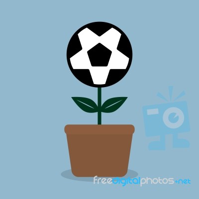 Soccer Ball Flower Plant In Pot Stock Image