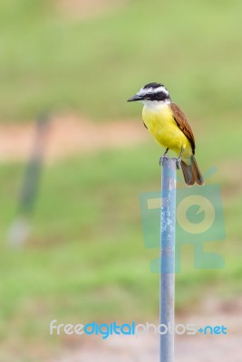 Social Flycatcher Stock Photo