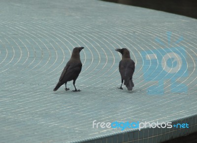 Socialising: Ravens Chatting Stock Photo