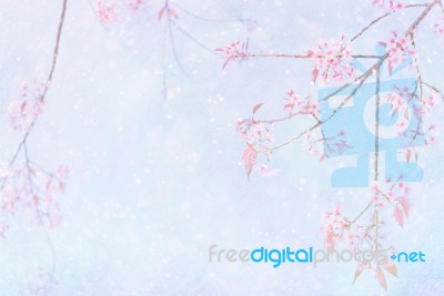 Soft And Blurred Sakyra Flower With White Snow For Background Stock Photo