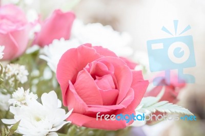 Soft Color Roses Background Stock Photo