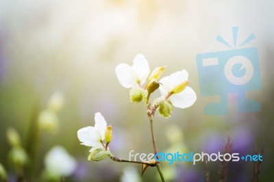 Soft Focus Beautiful Landscape Of Beautiful Rain Forest With Green Background Stock Photo