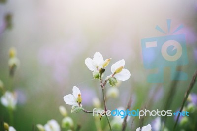 Soft Focus Beautiful Landscape Of Beautiful Rain Forest With Green Background Stock Photo