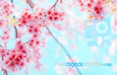 Soft Focus Cherry Blossom Or Sakura Flower On Nature Background Stock Photo