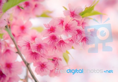 Soft Focus Cherry Blossom Or Sakura Flower On Nature Background Stock Photo