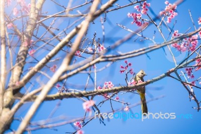 Soft Focus Cherry Blossom Or Sakura Flower On Nature Blur Background Stock Photo