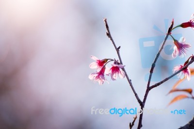 Soft Focus Cherry Blossom Or Sakura Flower On Nature Blur Background Stock Photo