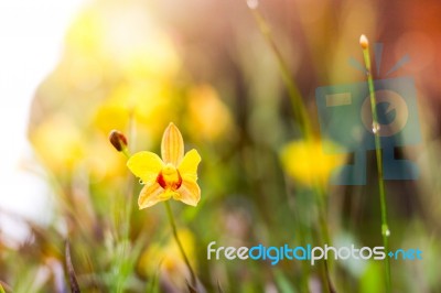 Soft-focus Close-up Of Yellow Flowers Plant With Bokeh Stock Photo