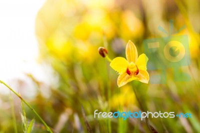 Soft-focus Close-up Of Yellow Flowers Plant With Bokeh Stock Photo