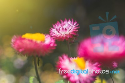 Soft Focus Flower Background When Sunrise In The Morning Stock Photo