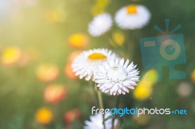 Soft Focus Flower Background When Sunrise In The Morning Stock Photo