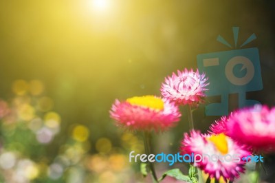 Soft Focus Flower Background When Sunrise In The Morning Stock Photo