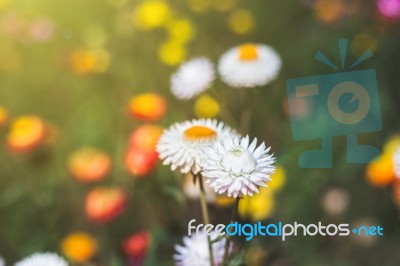 Soft Focus Flower Background When Sunrise In The Morning Stock Photo