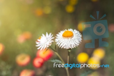 Soft Focus Flower Background When Sunrise In The Morning Stock Photo